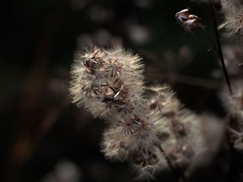 Close-up of wilted flower.