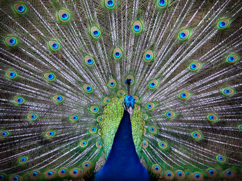 Close-up of peacock