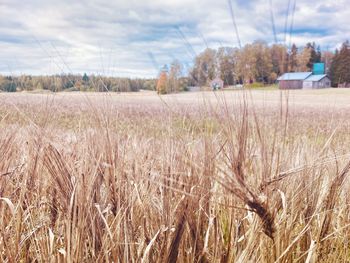 Scenic view of field against sky