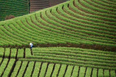 Full length of woman working in farm