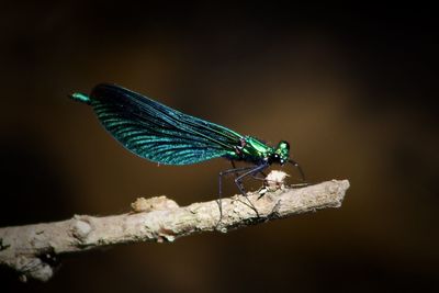 Close-up of dragonfly on branch