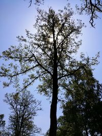 Low angle view of trees against sky