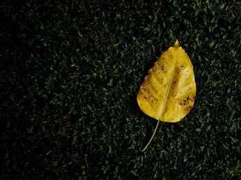 High angle view of yellow dry leaf on grass