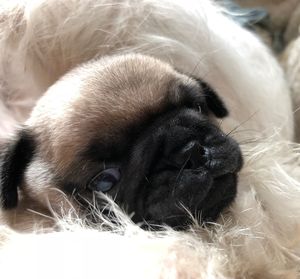 Close-up of puppy sleeping