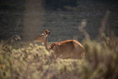 Deer in a field