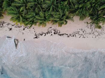 Aerial view of palm trees at beach