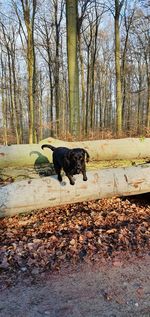 View of a dog on dirt road