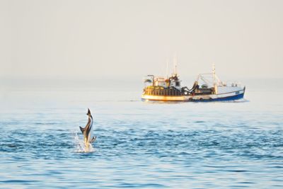 View of sailboat in sea against clear sky