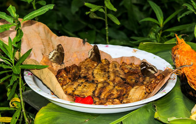 High angle view of insect on leaves