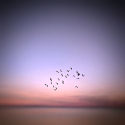 Birds flying in the sky