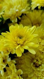 Close-up of yellow flowers blooming outdoors