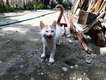 Close-up of kitten with mouth open on street