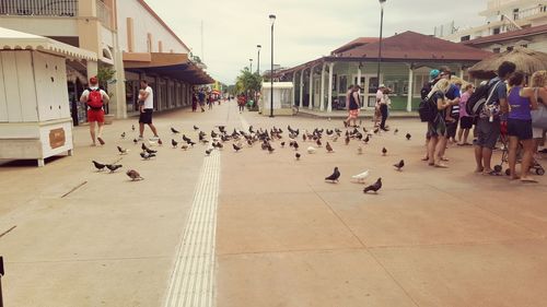 Birds perching on town square