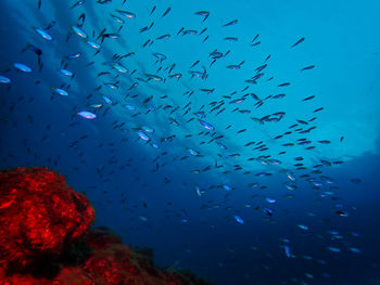 Flock of neon damselfish  swimming in sea