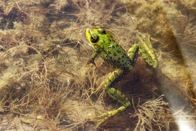 Close-up of lizard