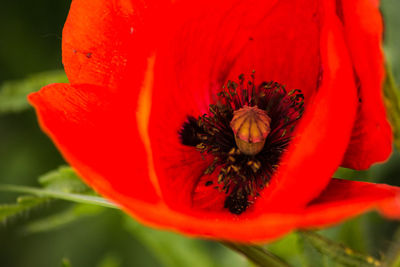 Close-up of red poppy flower