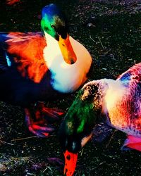 View of birds swimming in lake