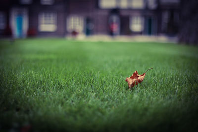 Close-up of crab on grass