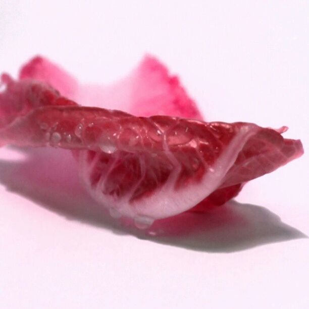 freshness, red, close-up, studio shot, white background, pink color, person, food and drink, one person, drop, food, part of, water, cropped, copy space, wet, holding, focus on foreground, fragility