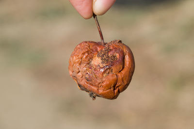 Close-up of hand holding fruit