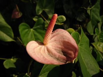 Close-up of flower blooming outdoors