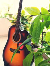 Close-up of guitar on plant