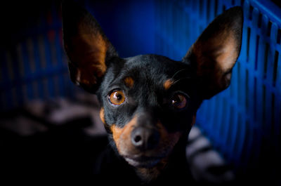 Close-up portrait of dog