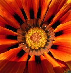 Full frame shot of orange flower