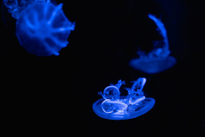 Close-up of jellyfish against blue background