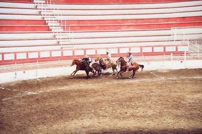 horse