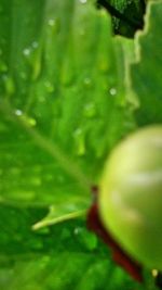 Close-up of green leaves