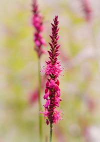 Close-up of pink flowering plant