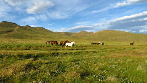 Cows grazing in a field