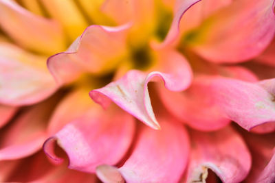 Full frame shot of flower