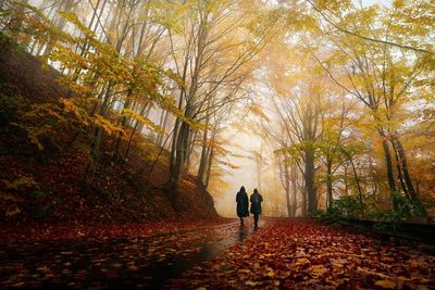 Rear view of two people walking in forest on mountain road during autumn