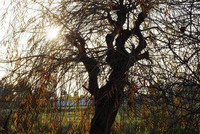 Sun shining through trees