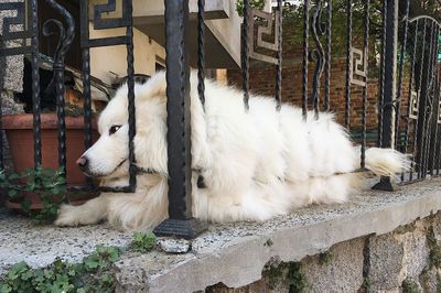 View of a dog against the wall