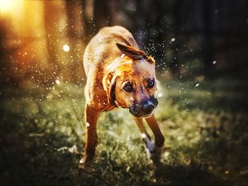 Close-up of wet dog in water