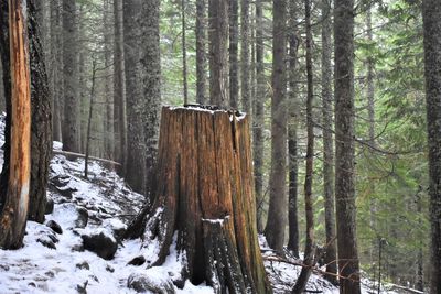 Trees in forest during winter