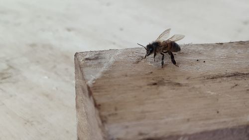 High angle view of insect on wall