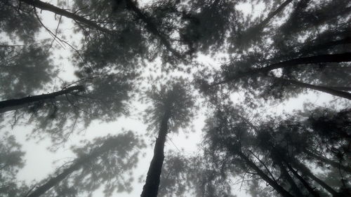 Low angle view of trees against sky