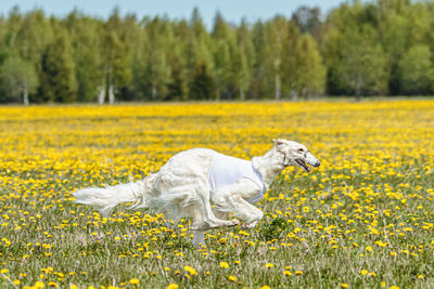 Borzoi dog in white shirt running and chasing lure in the field on coursing competition