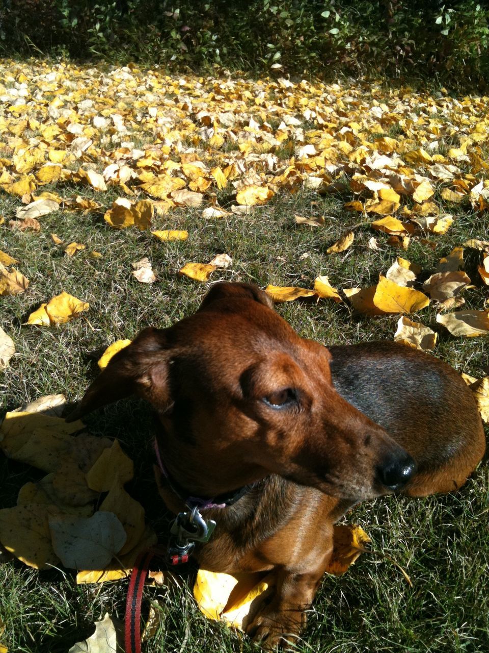 domestic animals, dog, pets, mammal, animal themes, one animal, high angle view, relaxation, field, grass, brown, leaf, outdoors, day, autumn, nature, looking at camera, no people, lying down, portrait