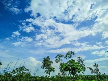 Low angle view of trees against sky