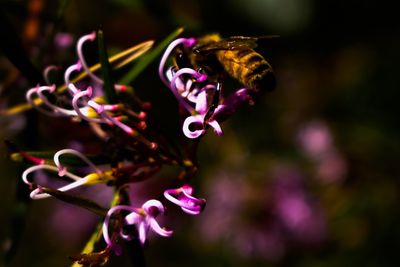 Close-up of purple flowering plant