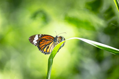 Close-up of butterfly pollinating flower