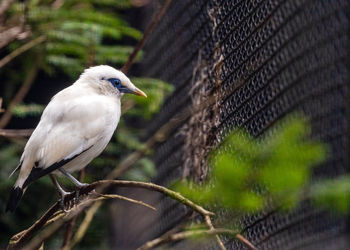 Close-up of bird