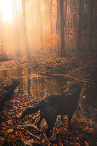 Dog in forest during autumn