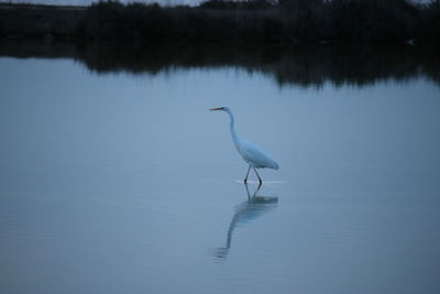 Bird in a lake