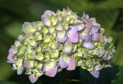 Close-up of purple flowers